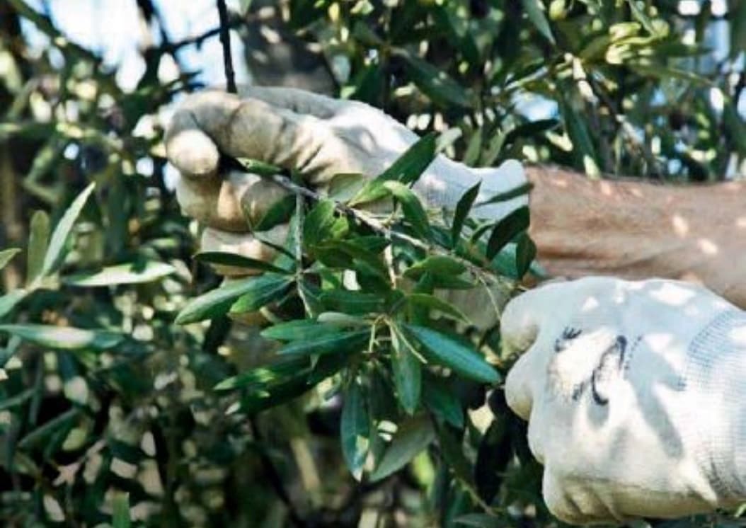 Etihad Olive Oil